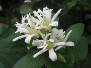 ホトトギス白花