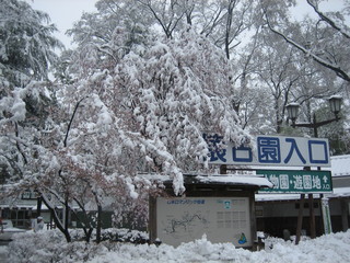 雪の桜祭り