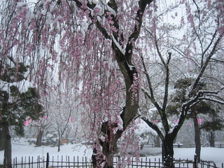 桜と雪�U