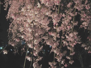 梅岩寺夜桜.jpg